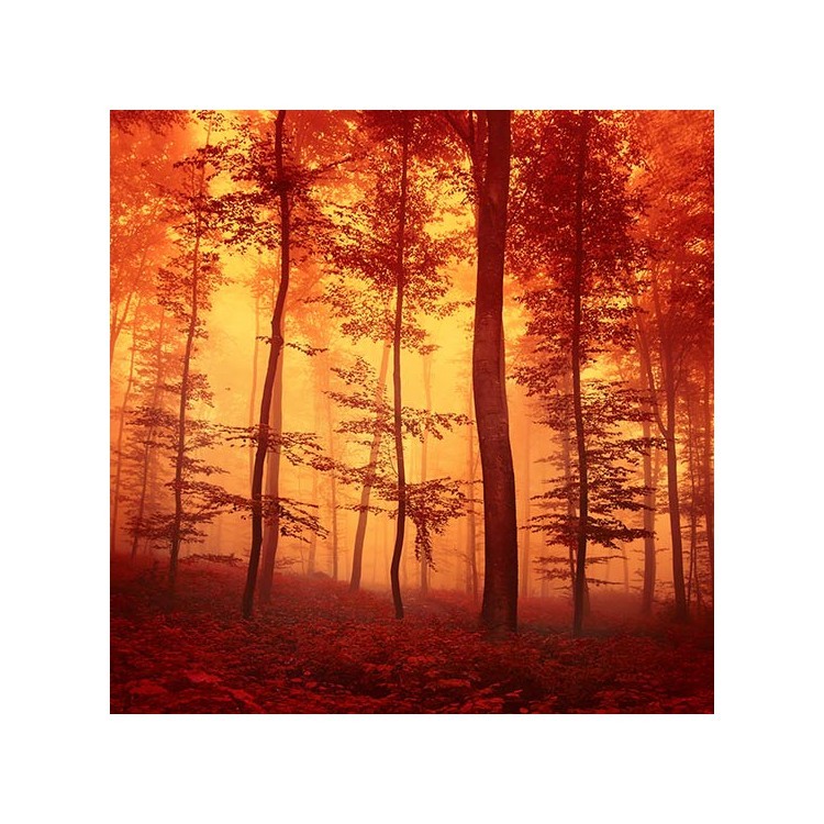  Κόκκινο δάσος