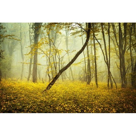 Δάσος στην Κριμαία
