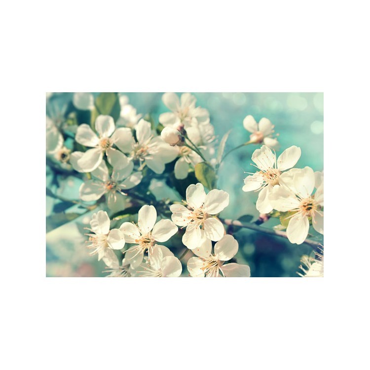  Λευκά άνθη κερασιάς σε κλαδί