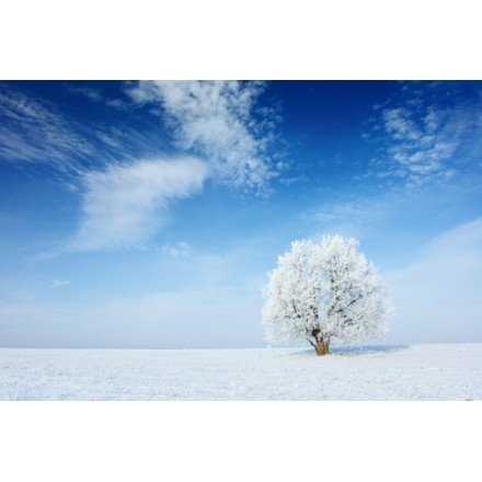 Παγωμένο δέντρο με ουρανό