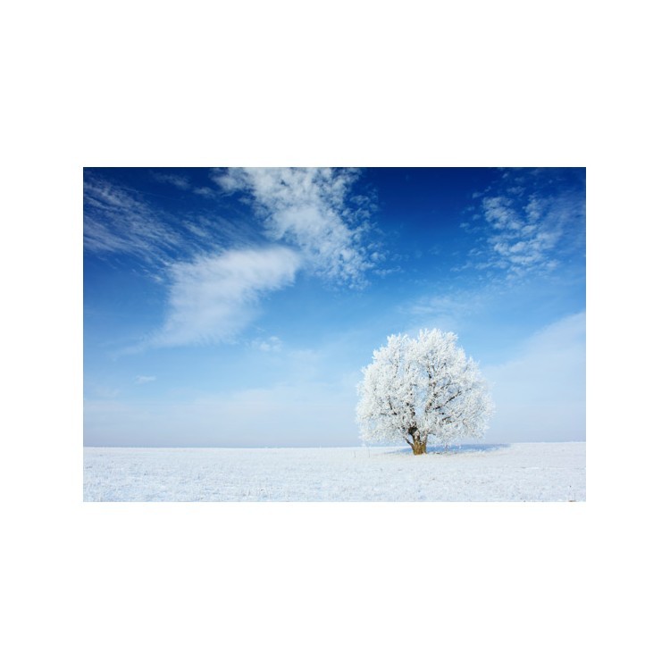  Παγωμένο δέντρο με ουρανό