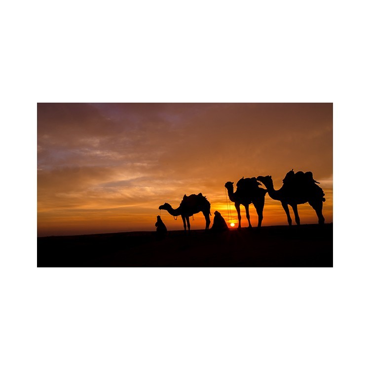  Καμήλες στην έρημο