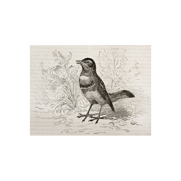  Ένα πουλί. Έργο του Kretschmer,1878