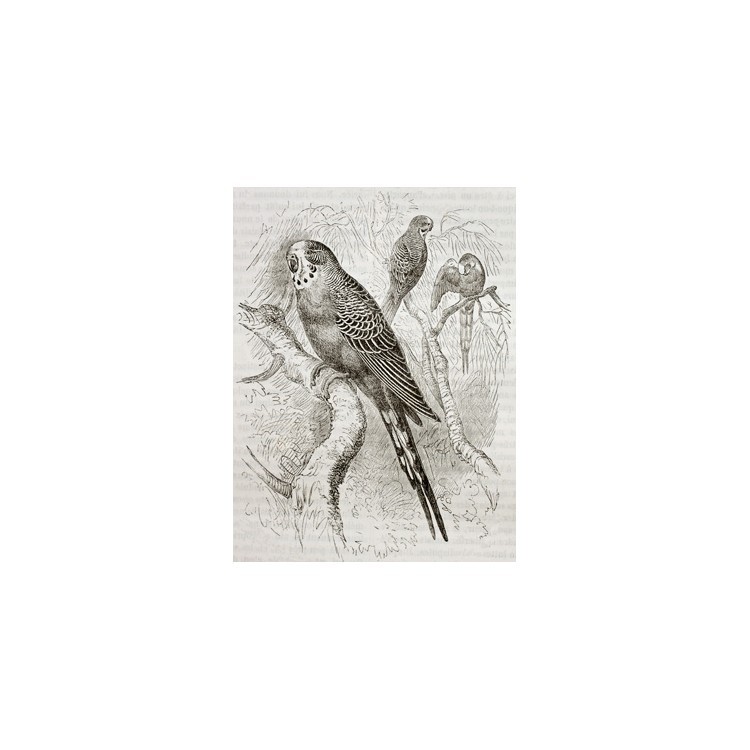  Εικόνα παπαγάλου Budgerigar