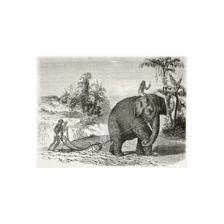  Όργωμα με ελέφαντα, Κεϋλάνη