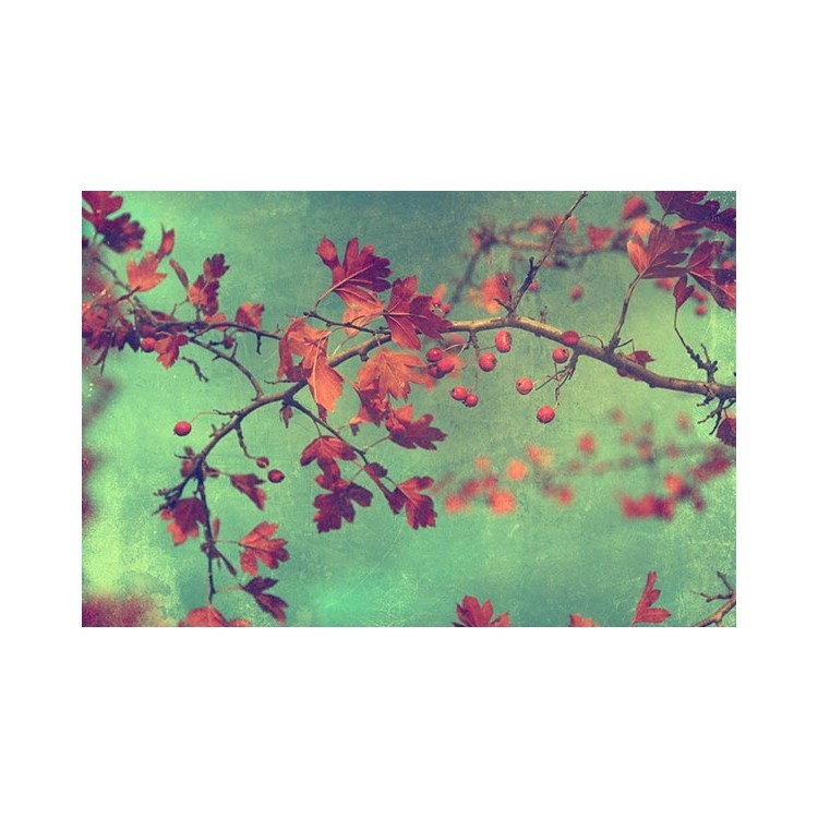  Φθινοπωρινά φύλλα με πράσινο φόντο