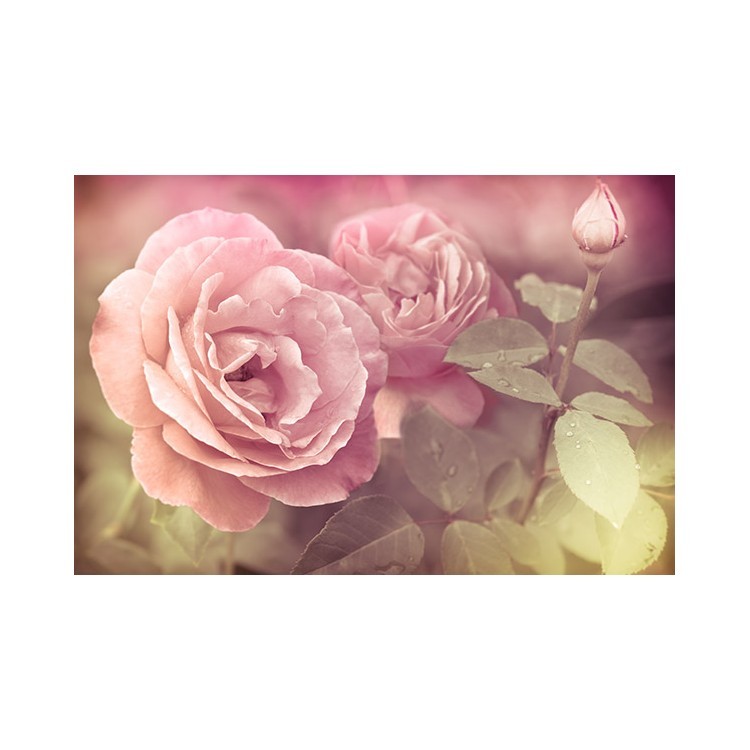  Ρόζ τριαντάφυλλα