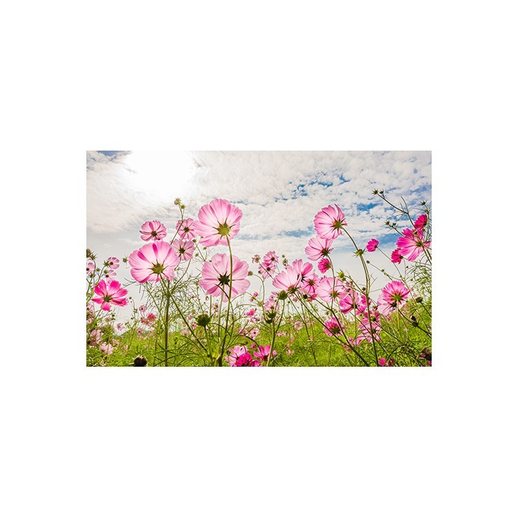  Ροζ λουλούδια, συννεφιά