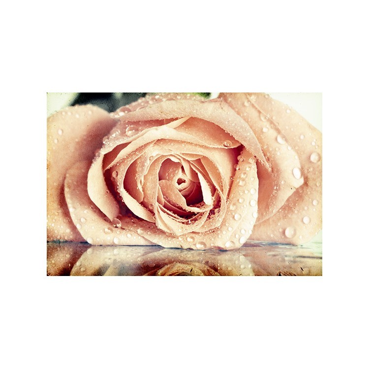  Ροζ τριαντάφυλλα