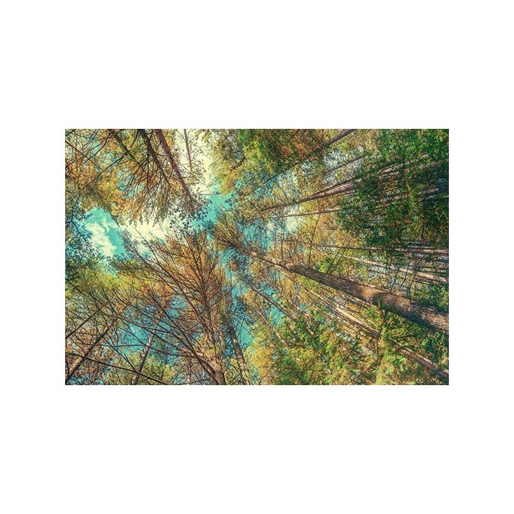  Ψηλά δέντρα του δάσους