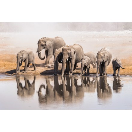 Οικογένεια των ελεφάντων