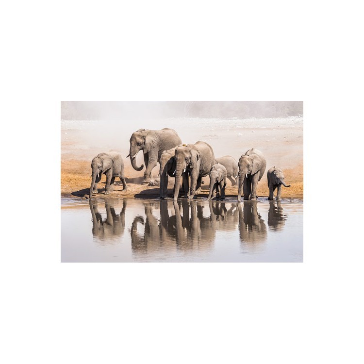  Οικογένεια των ελεφάντων