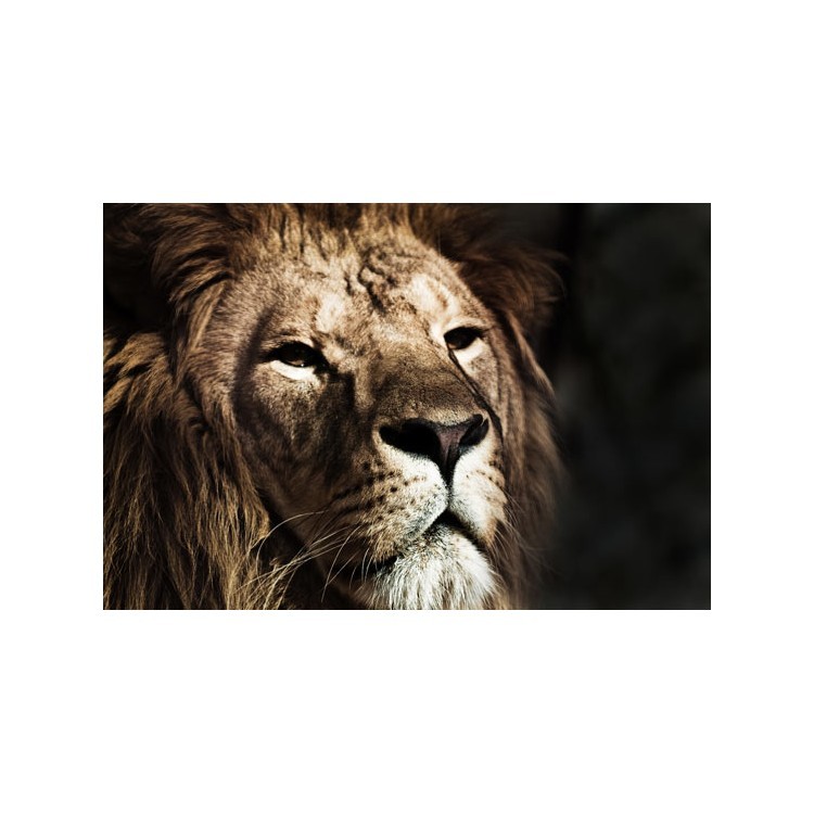  Λιοντάρι σε καλλιτεχνικό φόντο