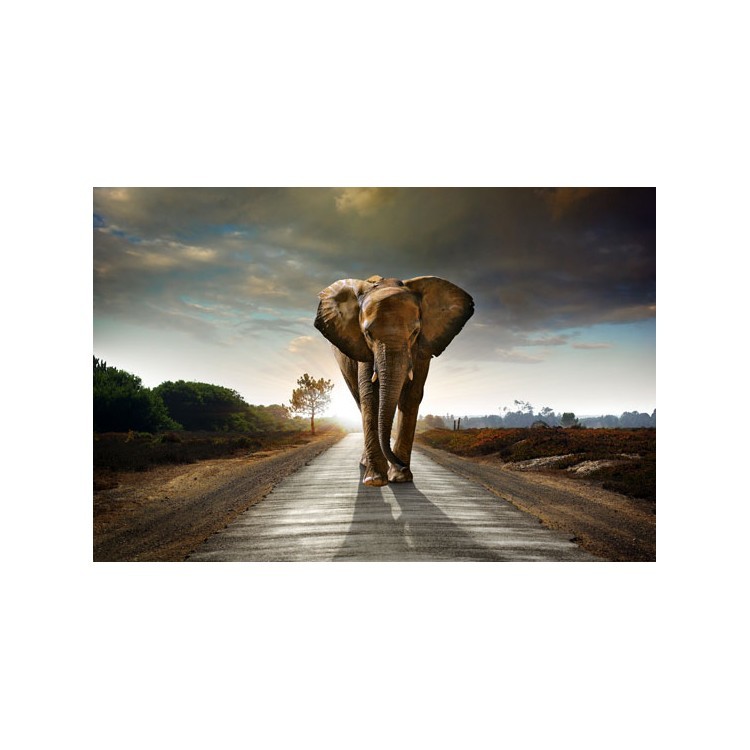  Ένας ελέφαντας