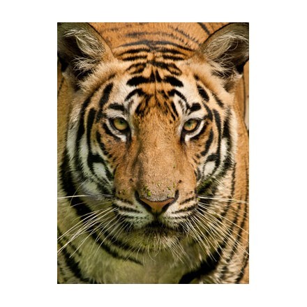 Βασιλική τίγρης της Βεγγάλης