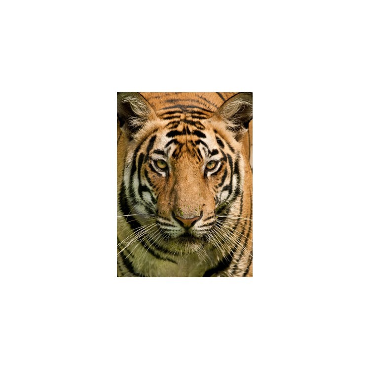  Βασιλική τίγρης της Βεγγάλης