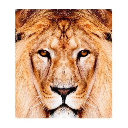Imposing lion