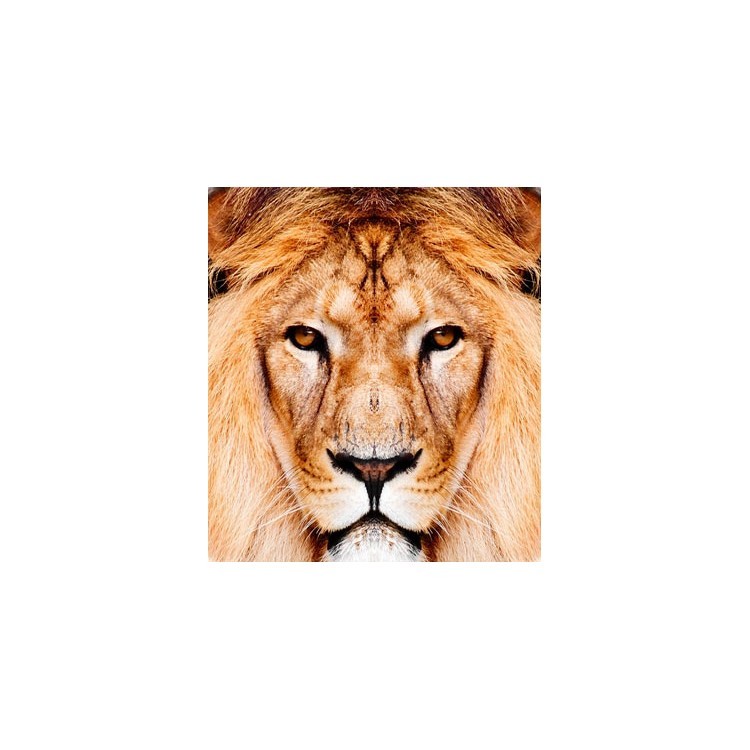  Λιοντάρι