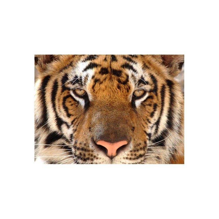  Πορτρέτο τίγρη της Βεγγάλης