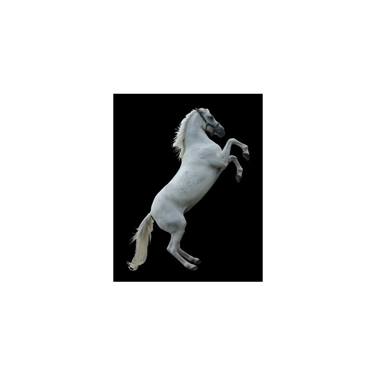  Ένα λευκό άλογο