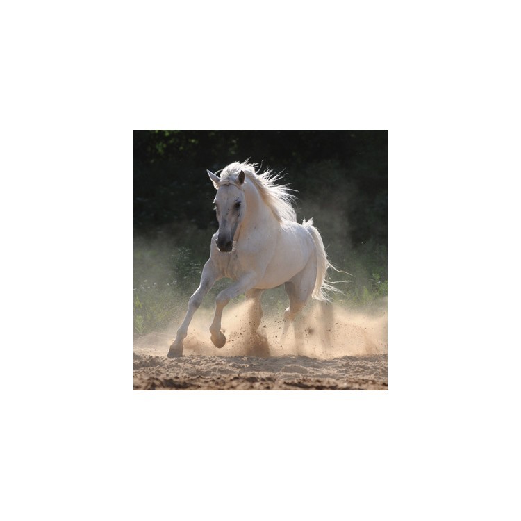  Άσπρο άλογο τρέχει στη σκόνη