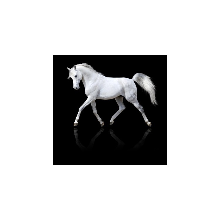  Άσπρο άλογο