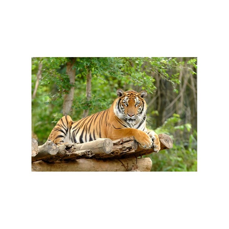  Τίγρη της Βεγγάλης