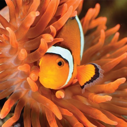 Nemo
