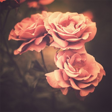 Vintage ροζ τριαντάφυλλα