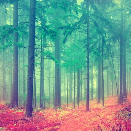 Μυστηριώδες δάσος
