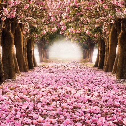 Ροζ δάσος