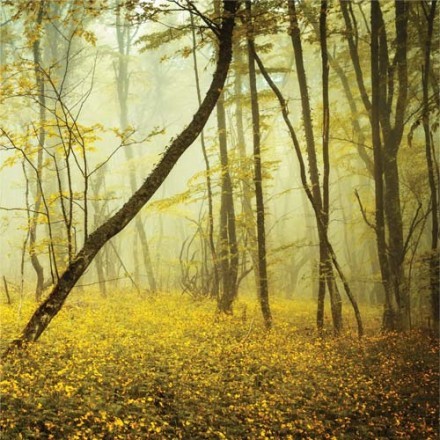Δάσος στην Κριμαία