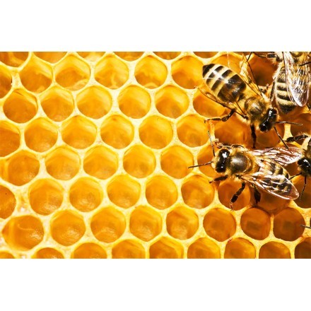 Μέλισσες