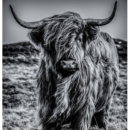 Highlands Cow