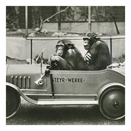 Δύο χιμπατζήδες σε μικρό αυτοκίνητο