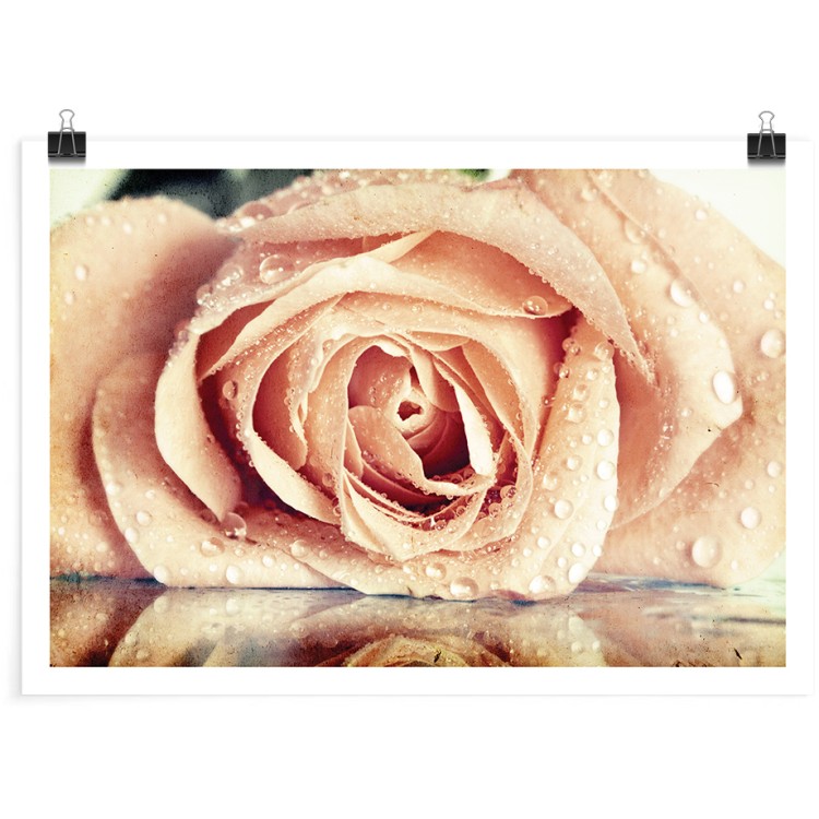 Πόστερ Βρεγμένο τριαντάφυλλο