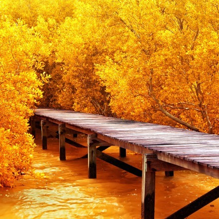 Γέφυρα σε Κίτρινο Δάσος