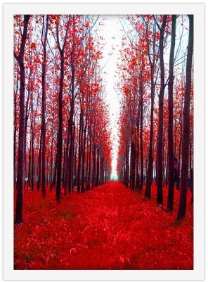 Κόκκινο Δάσος, Φύση, Πίνακες σε καμβά, 20 x 30 εκ. (51532)
