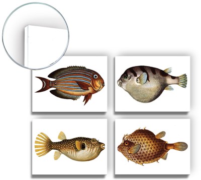 Houseart Fish, Διάφορα, Mini Set Forex, 17 x 23 εκ.. (Το Forex είναι ένα άκαμπτο αφρώδες υλικό)