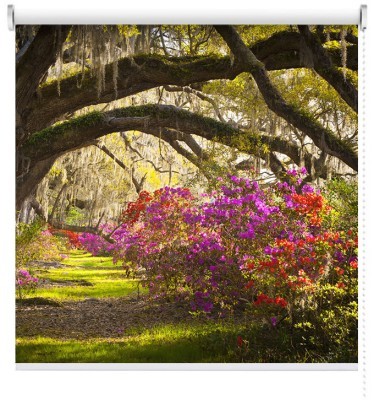 Τσάρλεστον, Καλιφόρνια, Φύση, Ρολοκουρτίνες, 120 x 78 εκ.