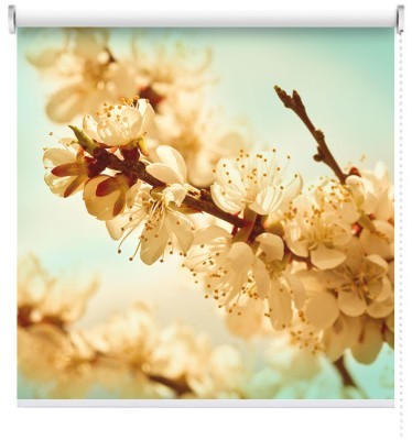 Άνθη κερασιάς, Φύση, Ρολοκουρτίνες, 120 x 81 εκ.