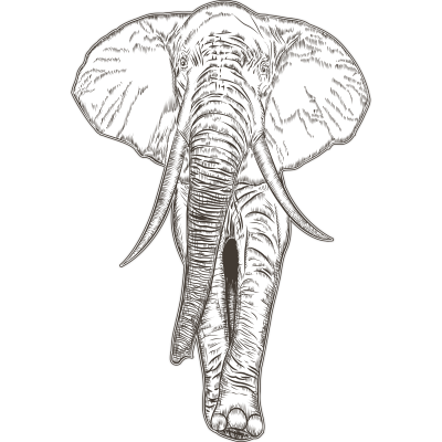 Elephant, Ζώα, Αυτοκόλλητα τοίχου, 35 x 53 εκ. (54615)