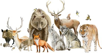 Διάφορα Ζώα, Παιδικά, Αυτοκόλλητα τοίχου, 100 x 52 εκ. (50984)