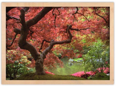 Ιαπωνικό σφεντάμι Φύση Πίνακες σε καμβά 40 x 60 cm (12775)