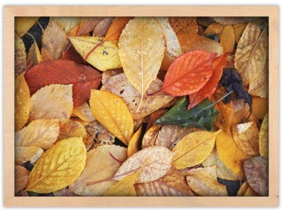 Φύλλα του φθινοπώρου Φύση Πίνακες σε καμβά 40 x 60 cm (10284)