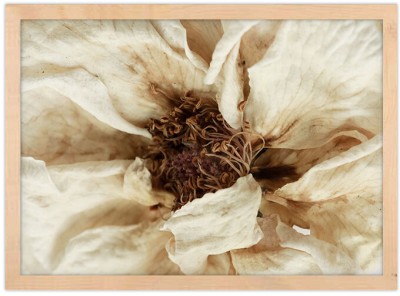 Λευκό λουλούδι, Φύση, Πίνακες σε καμβά, 30 x 20 εκ. (44813)