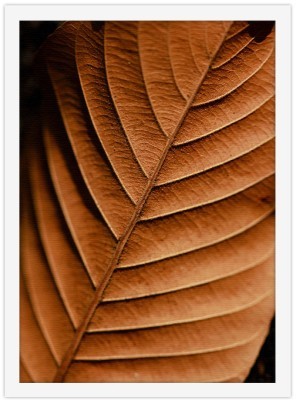 Ξερό καφέ φύλλο Φύση Πίνακες σε καμβά 20 x 30 εκ. (44816)