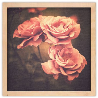 Τριαντάφυλλα vintage Vintage Πίνακες σε καμβά 50 x 50 cm (15676)