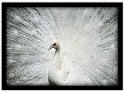 Παγόνι με λευκά φτερά, Ζώα, Πίνακες σε καμβά, 20 x 15 ε