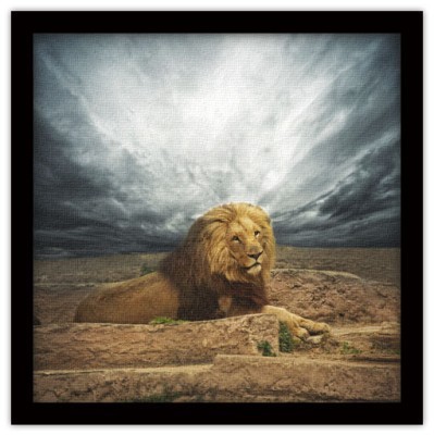 Λιοντάρι στην έρημο Ζώα Πίνακες σε καμβά 49 x 50 cm (10313)